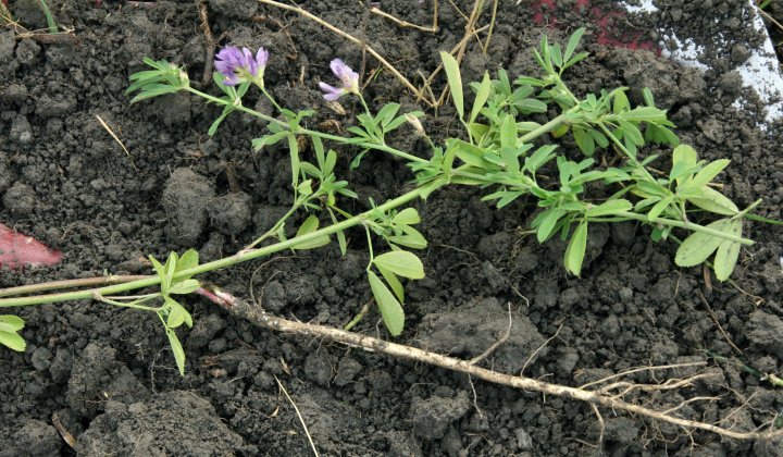 Luserne er påviselig den arten som kan vokse gjennom hardest jord. Men den kan være vanskelig å få etablert. Bør såes som gjenlegg i korn. Foto: Kari Bysveen