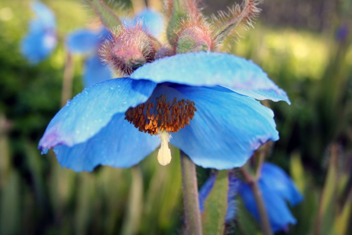 Blå valmuesøster (Meconopsis betonicifolia) er en favoritt i det nord-norske klimaet. Foto: Skulgam gartneri