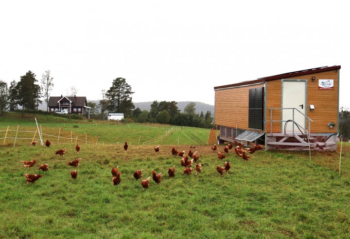 Her er det ene mobile hønsehuset med brune Lohmann-verpehøns på beite med nettinggjerde. Foto: Rosann Johanssen