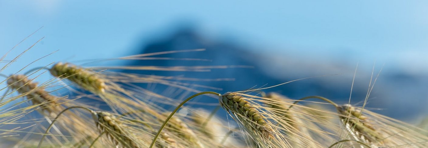 OFFENTLIGE INNKJØP FUNGERER I SVERIGE: En svensk studie har funnet at offentlige innkjøp  har en varig stimulerende effekt på produksjon av økologisk mat. Foto: Debio