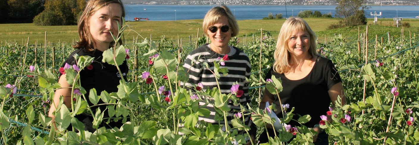 De tre NIBIO-forskerne Ewelina Wojciechowska, Inger Martinussen og Ingunn Vågen i ertefeltet på Holt i Tromsø. . Foto: Anne Linn Hykerud