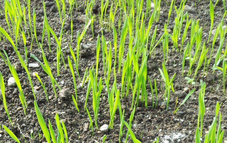 Kornspirene utvikler seg mye raskere enn gras og kløver og konkurrerer godt med ugraset. Legg merke til de bittesmå grasspirene. Foto: Maud Grøtta