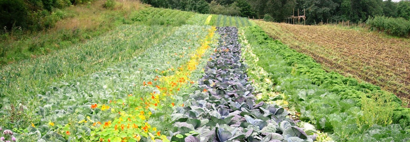 Biodynamiske grønnsaker strutter om kapp på Gartneri Solborg i Jevnaker. Foto: Eric Brinkhof