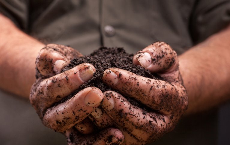 KAN IKKE REDDE KLIMAET: En nederlandsk studie har funnet at jorda ikke kan lagre nok karbon til at det kan redusere klimaendringene. Derimot så kan en økning i fotosyntesen bidra betydelig i positiv retning. . Foto: Adobe express