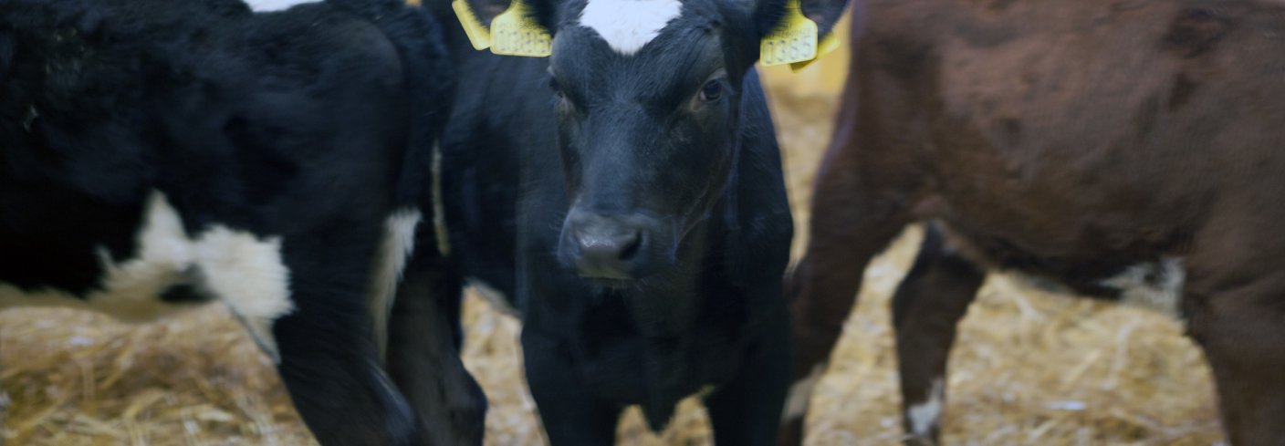 Det er mange fordeler med å ha ku og kalv sammen lenger. Forskning har vist at kalver som får være sammen med kyr og die ikke viser unormal sugeatferd. Foto: Anita Land