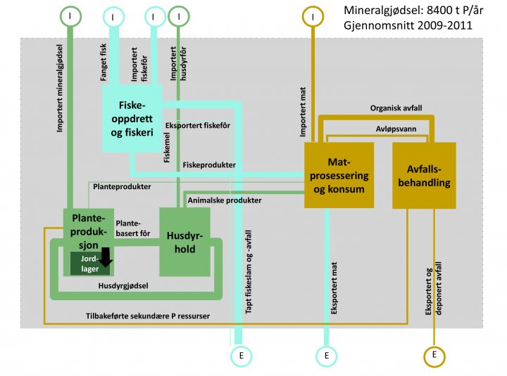 Forenklet versjon av fosforstrømsanalysen av det norske matvaresystemet. Tykkelsen til de ulike strømmene tilsvarer mengden fosfor i forhold til importert mineralgjødsel (8400 t fosfor per år). I = import, E = eksport. Referanse: Hamilton et al. (2016)