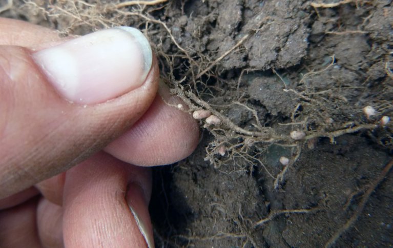 Biologisk nitrogenfiksering utføres av enkelte mikroorganismer. De mest kjente er bakterier i slekten Rhizobium. Foto: Reidun Pommeresche