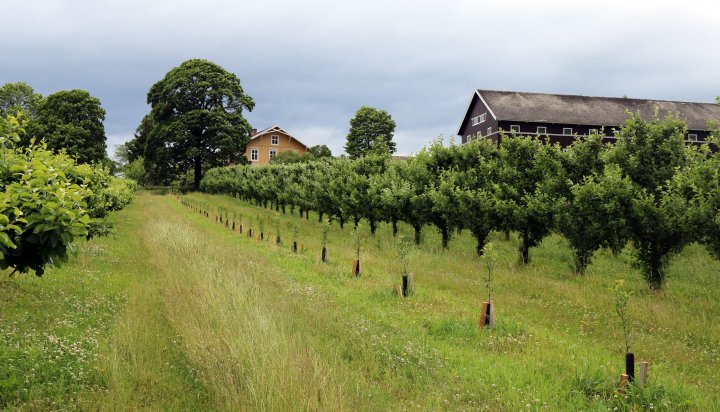 Hele arealet har levende plantedekke, som slås flere ganger i sesongen. Rød- og hvitkløver inngår i frøblandingen. Midt mellom trerekkene blir det ikke slått, dette blir blomsterstriper som gir økt biologisk mangfold til nytte for pollinerende insekter og andre nyttedyr. Foto: Ole Engen