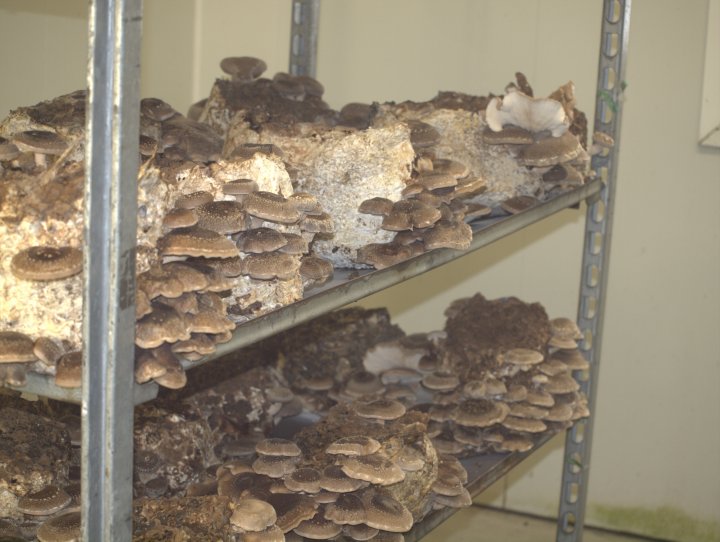 Bilde 1 Høsteklar Shiitake Høsteklar Shitaake. Foto: Susanne Friis Pedersen
