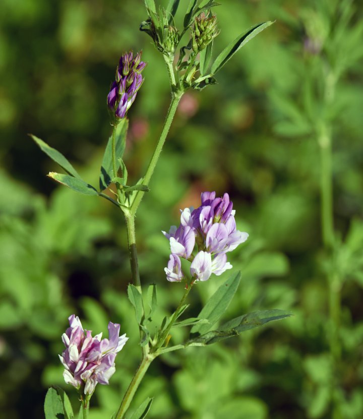 Luserene har vakre, blå blomster og litt spissere blader enn kløver. Dette er sorten Ludvig. Foto: Steffen Adler