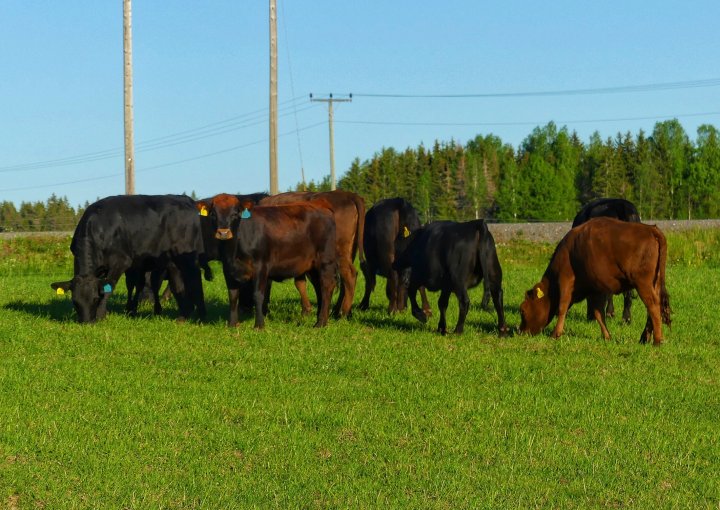 Hos Mellom Fange Gård blir Dexter-oksene kastrert slik at de får være ute på beite. Foto: Mellom Fange Gård