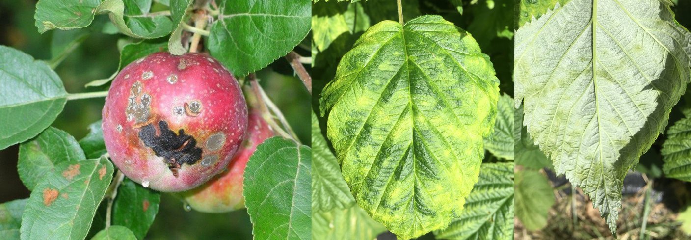 Til venstre: Epleskurv. Til høyre: Bladmidd på bringebær - Symptomer på underside og overside av blad. Foto: Olaug Bach og Gaute Myren