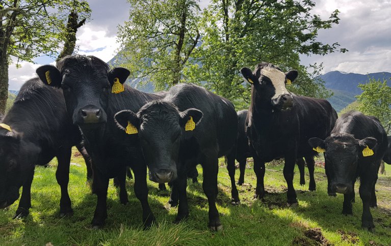 Strukturelle utfordringer setter miljømessig, økonomisk og sosial bærekraft i de grovfôrbaserte næringene i Møre og Romsdal under press. Foto: Rose Bergslid 