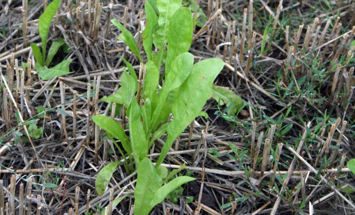 Sikori er en flerårig  plante som lett kan bli et nytt rotugras på garden.  Den er en god jordløsner. Foto: Kari Bysveen