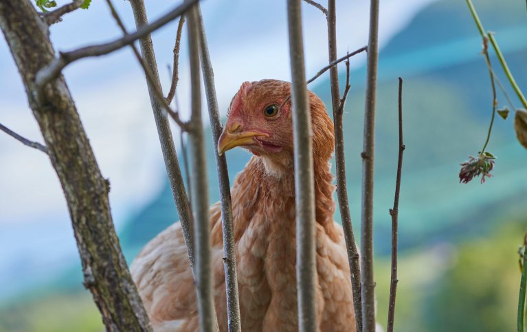  Kylling på uteområde med beplantning av nyttevekster kan være en måte å oppfylle det nye økologiske regelverke på. Foto: Steffen Adler