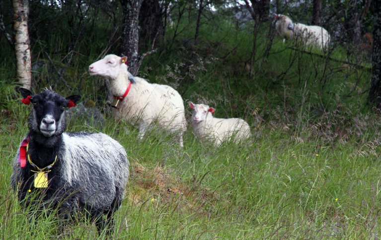 Ved å ta i bruk nedlagte beiteområder kunne arealer hjemme på garden gi grunnlag for bedre grovfôrkvalitet ved tidligere slått. Foto: Anita Land