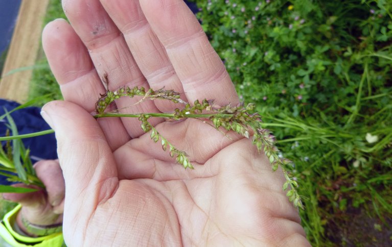 Hønsehirse er et nytt ugras i Norge. Foto: Reidun Pommereche