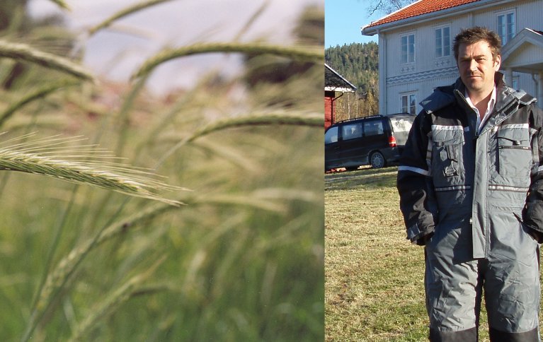 Anders Næss (bildet) vil i framtida utvikle produkter bygd på spesialkorn, blant annet finnrug (bildet). Foto: Randi Frøseth og Hege Sundet