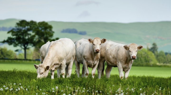 Charolais. Foto: Tyr