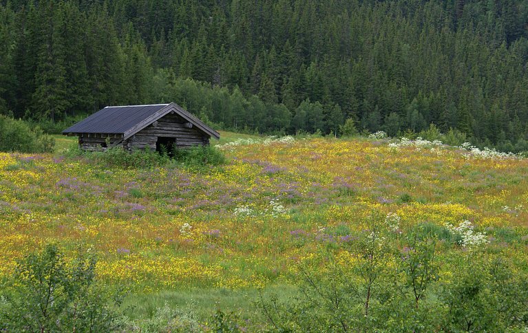  STOR STUDIE OM BIOMANGFOLD: Økt biologisk variasjon i landbruket kan bidra til bedre matsikkerhet både lokalt og globalt. Foto: Randi Hausken (CC BY-SA 2.0) 