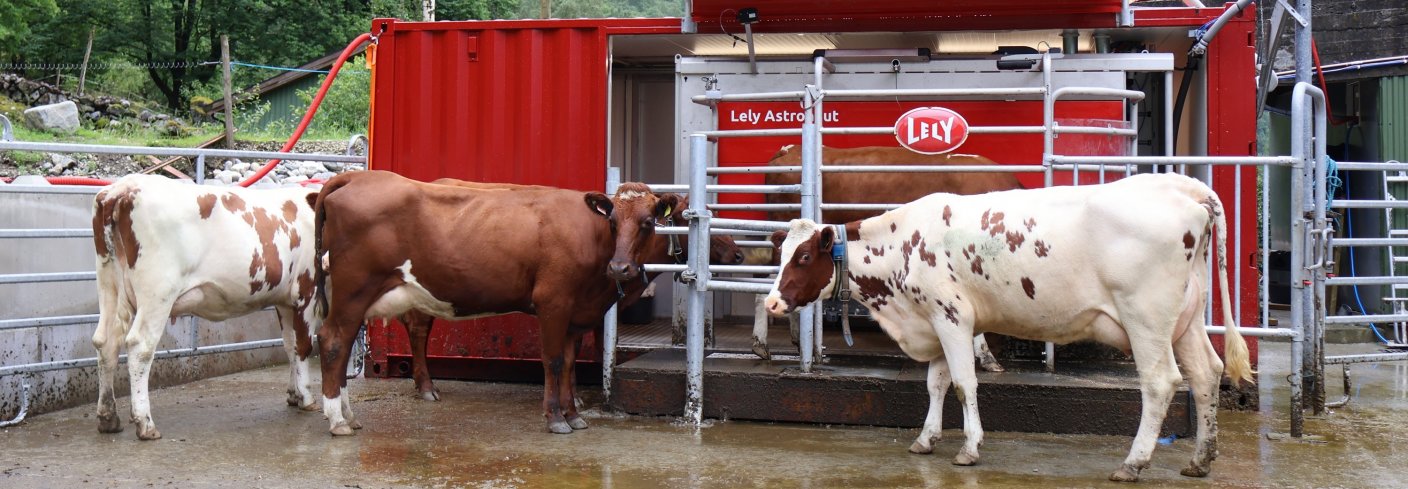 Mobil melkerobot muliggjør bedre utnyttelse av beiter på setra. Foto: Rosann Johanssen