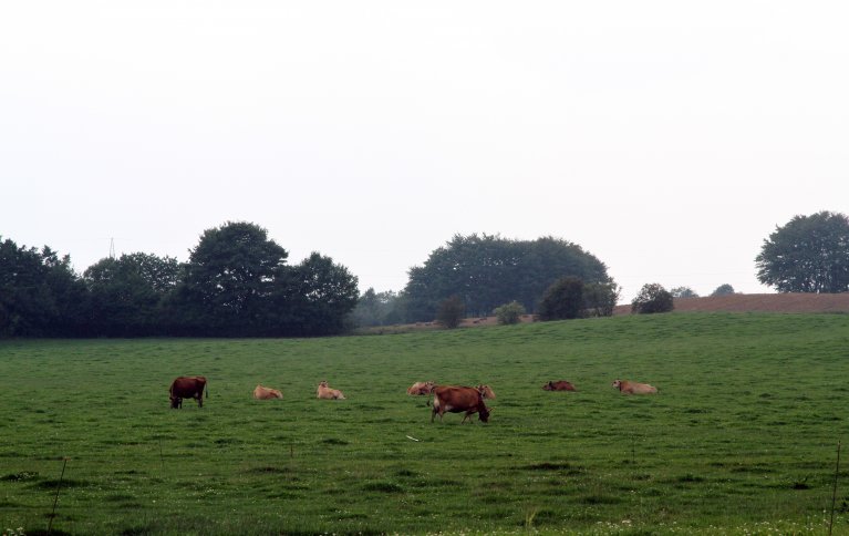 Resultater fra Danmark viser at økologiske melkeproduksjonsbruk har mindre nitrogenutvasking.ra økologiske og konvensjonelle husdyrløse bruk i gjennomsnitt er like. Foto: Anita Land