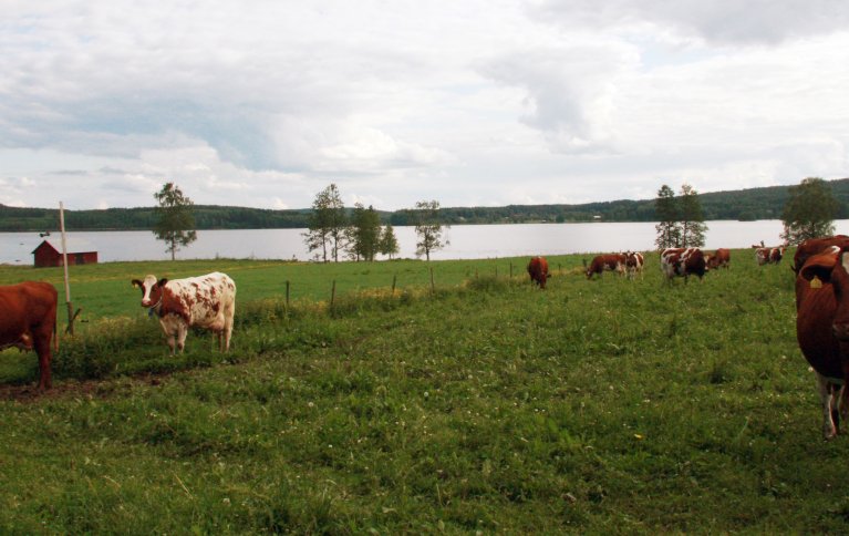 Kyr på en økologisk gard i Sverige. Foto: Anita Land