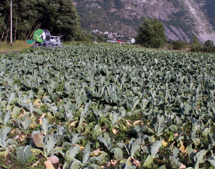 For Mykje Vann Kan Gje Kan Klumprot På Plantene