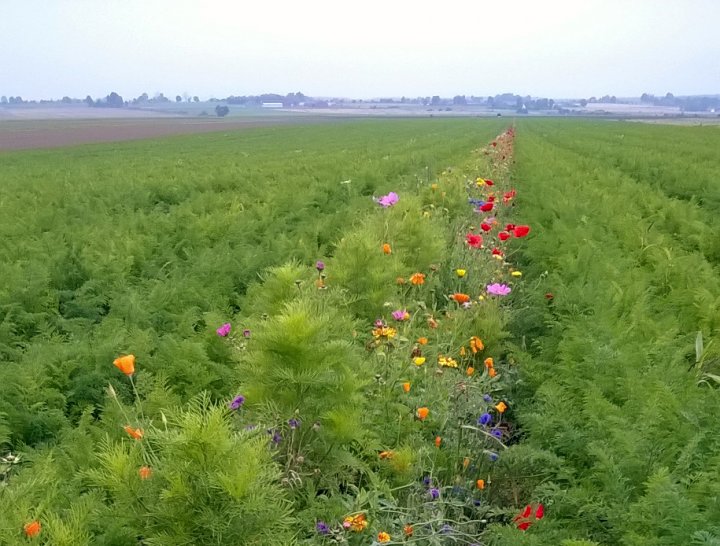 Blomsterstriper I Gulrot