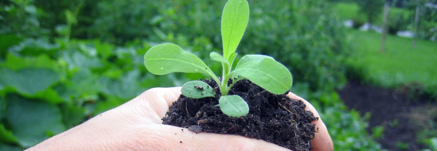 Klorofyllet brytes ned dersom planta får for lite magnesium. Det viktigaste tiltaket for å betre utnyttinga av nitrogen og unngå tap er å sørge for ar det finst planter i best mogeleg vekst størst mogeleg del av året. Foto: Reidun Pommereche