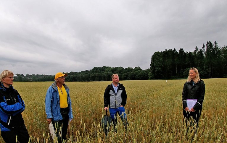 FLOTTE FORSØKSFELT: Fra markdag hos bonde Bjørnar Langklep på Nordre Langklep gård utenfor Tønsberg. Fra venstre Anne Kari Heen Skjørdal, NLR, Jon Arne Dieseth, Graminor, Bjørnar Langklep og Silja Valand, NLR . Foto: Anne-Kristin Løes