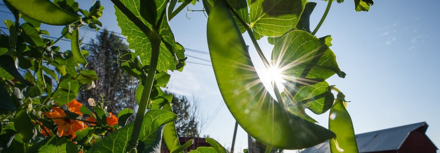 KLIMA OG PLANTEPRODUKSJON: Belgvekster soler seg i Holt skolehage. Foto: Debio