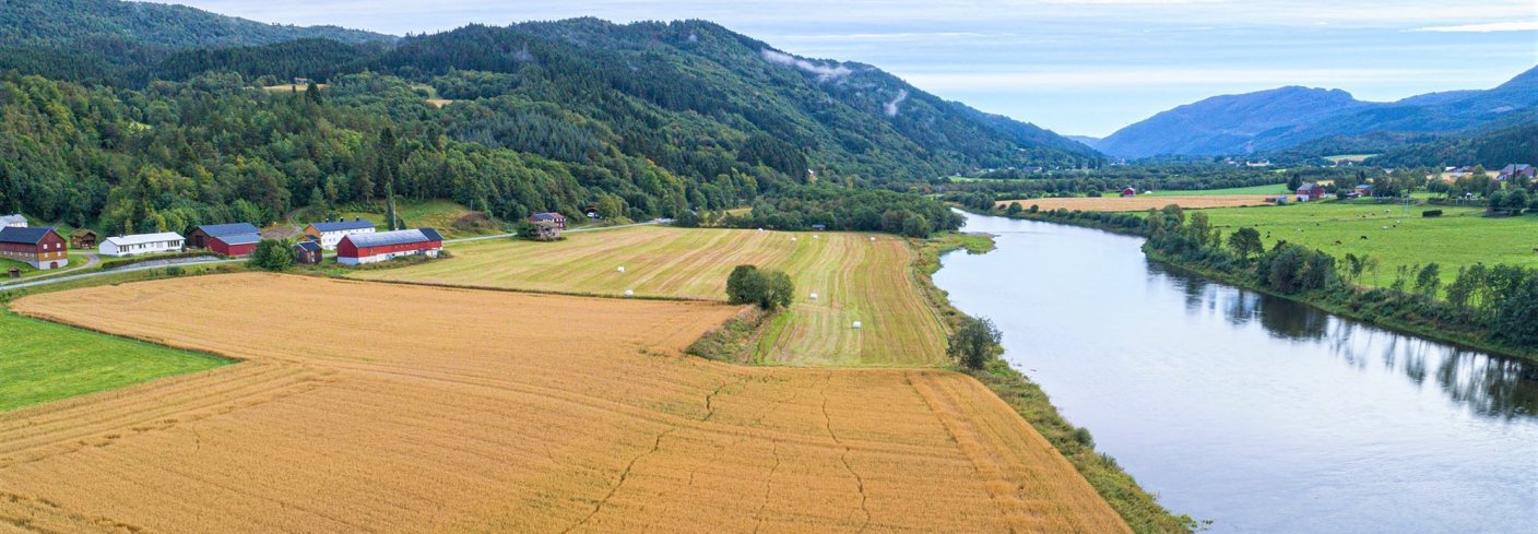 ØKOLOGISK KORNDYRKING: På Mogstad i Surnadal dyrkes det økologisk korn med ambisjon om å bygge anlegg for foredling av korn på gården. . Foto: Frode Grønmyr