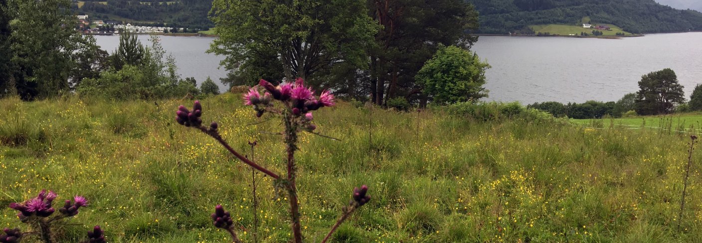 Myrtistelplanter forekommer ofte i beitemark. Foto: Anita Land