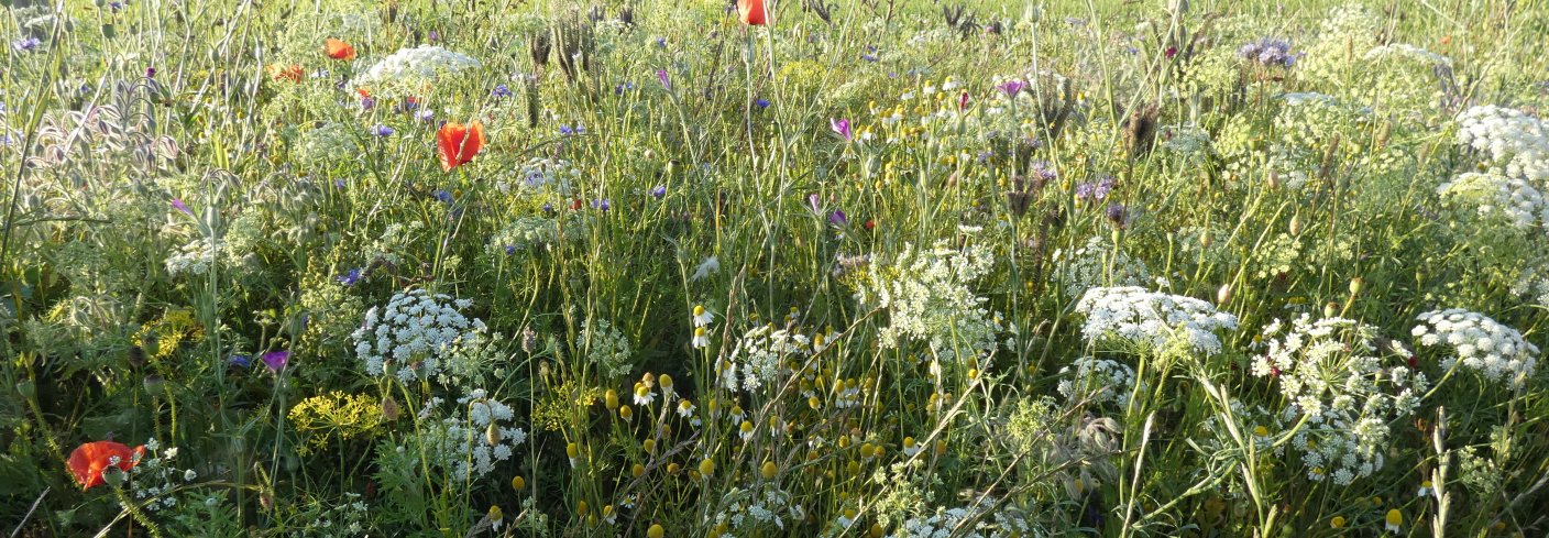 MOT SKADEDYR OG FOR POLLINERING: Blomsterstriper kan bidra til bedre avlinger. Foto: Jon Anders Stavang