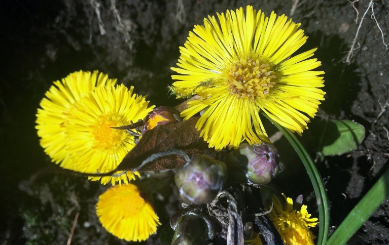 Hestehov i full blomst. Foto: Anita Land