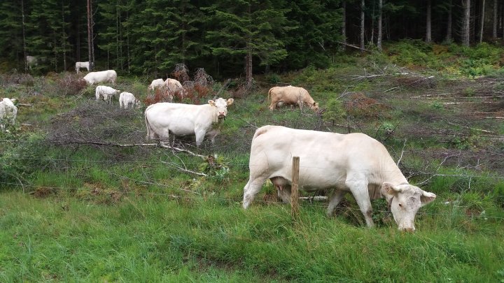 Økende investeringskrav og usikker inntjening utfordrer den økonomiske bærekraften i næringen. Foto: Rose Bergslid