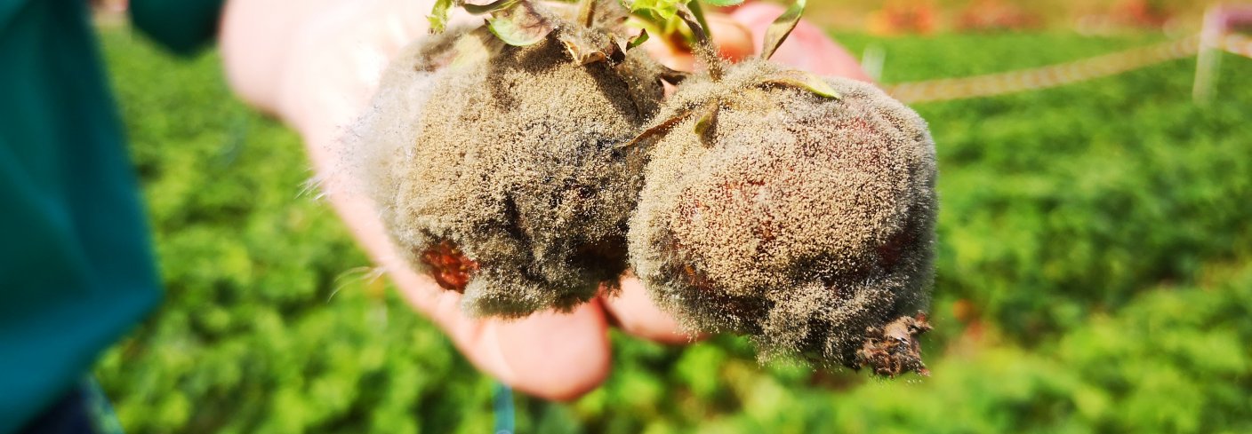 Gråskimmel Jordbær 1 Forskingsresultater fra Kanada viser at kompostte kan være en viktig del av biologisk plantevernstrategi. Foto: Atle Wibe
