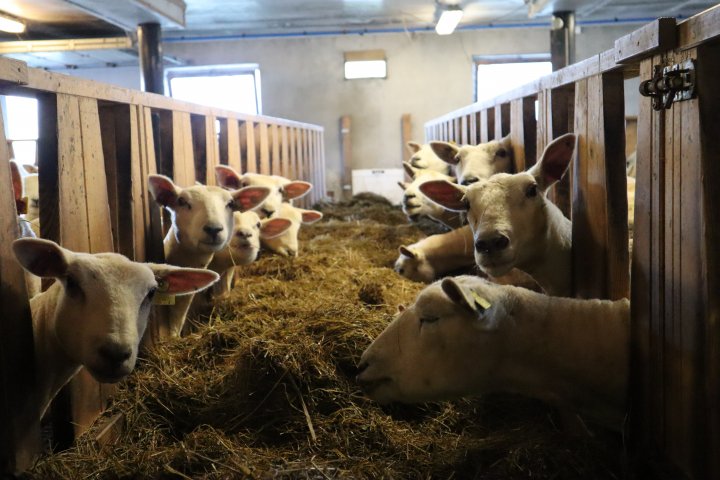 Nyklipte og klare for paring, godt grovfôr og en rolig vinter. Foto: Rose Bergslid