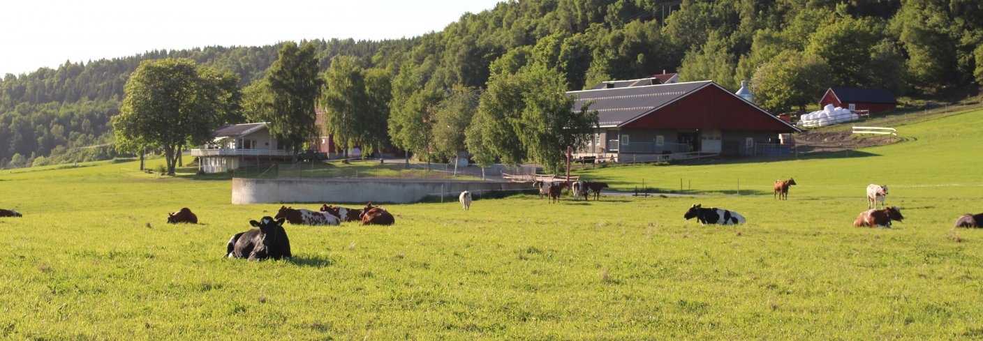 Storborg gård er en av de ni gårdene som ble undersøkt i studien. Foto: Randi B. Frøseth