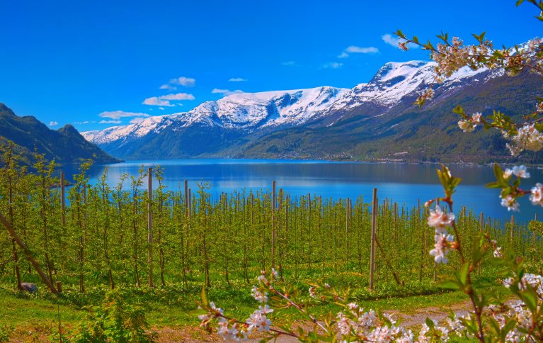 POPULÆR KJERNEFRUKT: Epler er en kjernefrukt det dyrkes mye av i Norge. Epler til økologisk siderproduksjon er en næring i vekst. . Foto: Adobe express