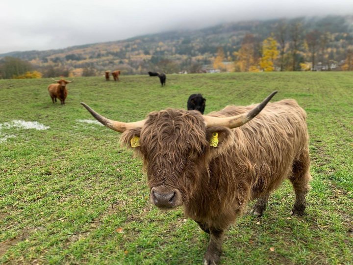 Beiteressursene forvaltes aktivt etter regenerative prinsipper. Dyra flyttes hyppig rundt på de forskjellige beitene før gresset er helt nedbeitet. På denne måten vokser gresset fortere tilbake igjen. Foto: Langesøy gård