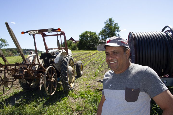 Ranjit Singh har arbeidet på gården i mange år og er uunnværlig i vekstsesongen. Foto: Anita Land