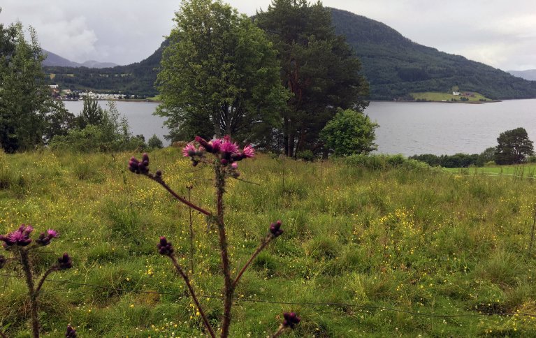 Myrtistelplanter forekommer ofte i beitemark. Foto: Anita Land