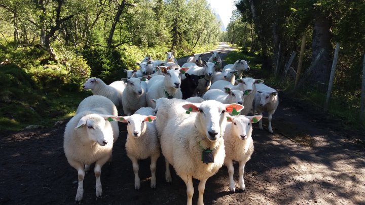 Næringen etterlyser politikk som styrker lønnsomhet, velferdsordninger og ressursbasert drift. Foto: Rose Bergslid