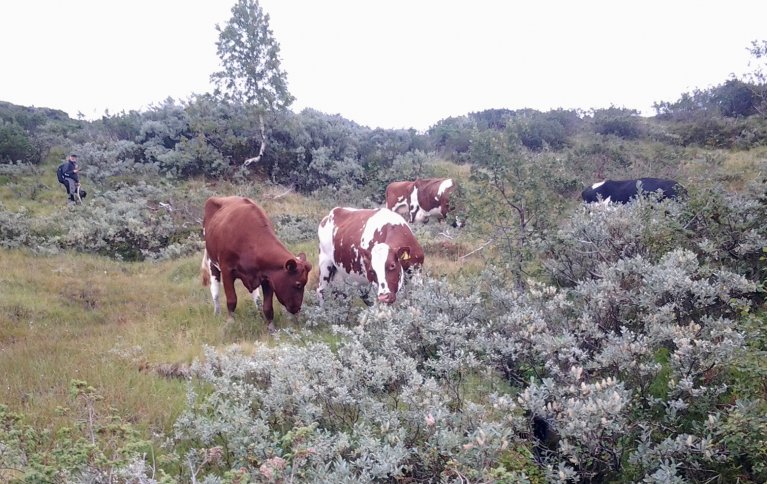 Kyr som beiter på lauv får i seg ein del kobolt. Foto: Gunnlaug Røthe 