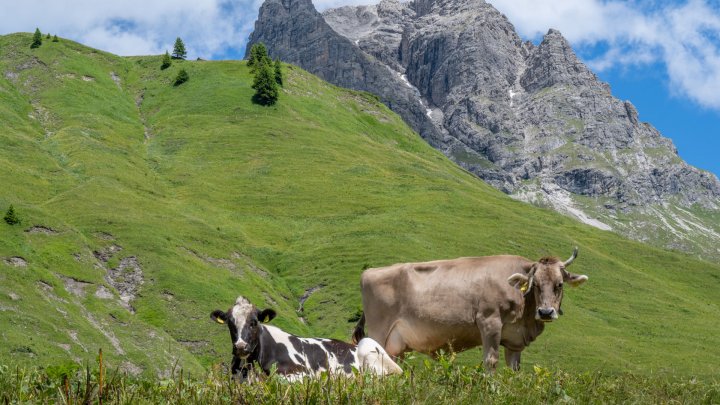 NATURGITT OG ØKOLOGISK I ET UTFORDRENDE LANDSKAP: Østerrike satser på økologisk drift tilpasset naturgitte forutsetninger. Foto: Adobe stock