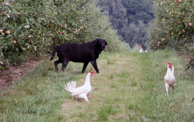 Høner Økologisk Anita Land 0763