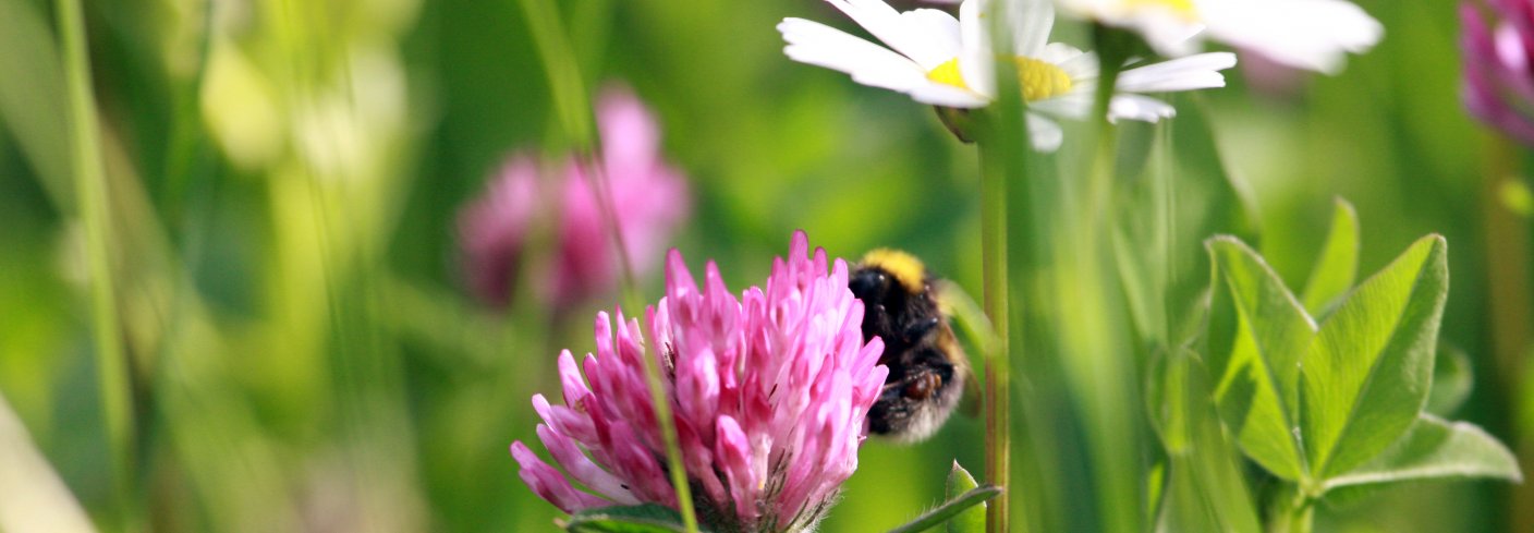 Planter Og Innsekter Anita Land 2012 7165 Hva skjer av kommunikasjon i ei blomstereng kan man spekulere på. Foto: Anita Land