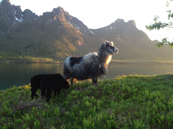 Villsau hos Marthahaugen. Foto: Maian Daljord